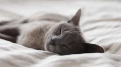 Што вели мачката за спиење?